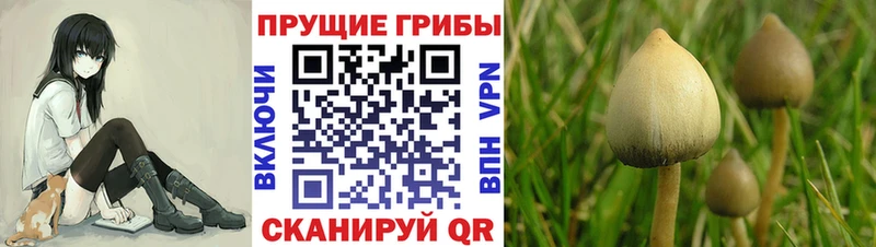 Галлюциногенные грибы Psilocybine cubensis  blacksprut сайт  Москва 